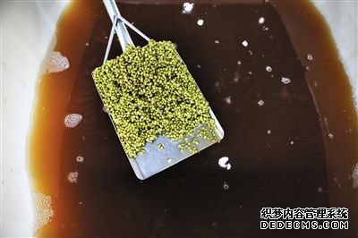豆芽車間內(nèi)，紅褐色的水里泡著用于發(fā)芽的綠豆。