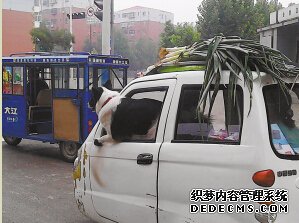 街頭三輪車(chē)駕駛室探出一條大狗 質(zhì)疑:誰(shuí)在開(kāi)車(chē)