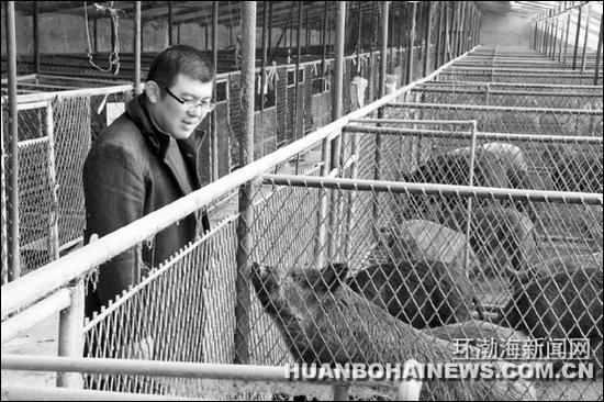 圖為劉凱在觀察野豬生長情況。