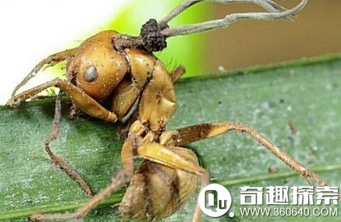 “僵尸病毒”真的存在 動(dòng)物被真菌感染成僵尸