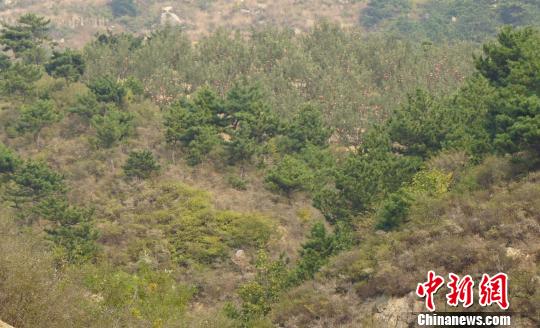 站在山坡上望去，一片蘋(píng)果樹(shù)隱藏在松樹(shù)林之中。　張帆 攝