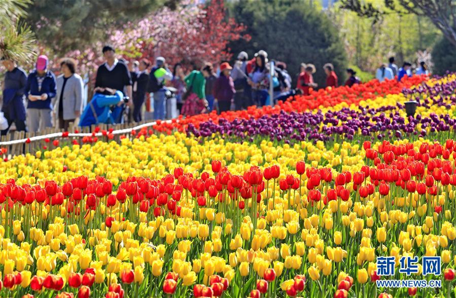 4月20日，游客在秦皇島市新世紀公園欣賞盛開的郁金香。