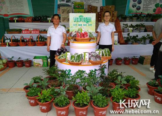 有機(jī)蔬菜。聶承華 攝