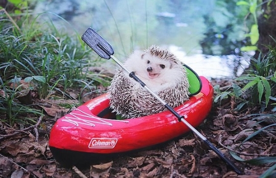 可愛！日本小刺猬野營照片萌化人心