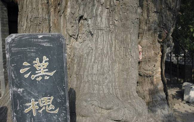 2018年1月17日報道，山西省古州平定有一位跨越23個世紀(jì)的漢槐，位于平定西鎖簧村的中心，它聳立在由石頭壘成的半圓護坡上，樹后是村里的娘娘祠廟。