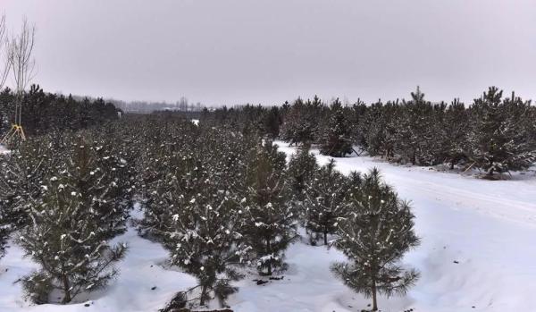 雪中的雄安新區(qū)千年秀林。劉向陽 攝